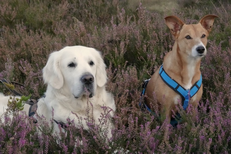 Zwei Hunde in der Natur