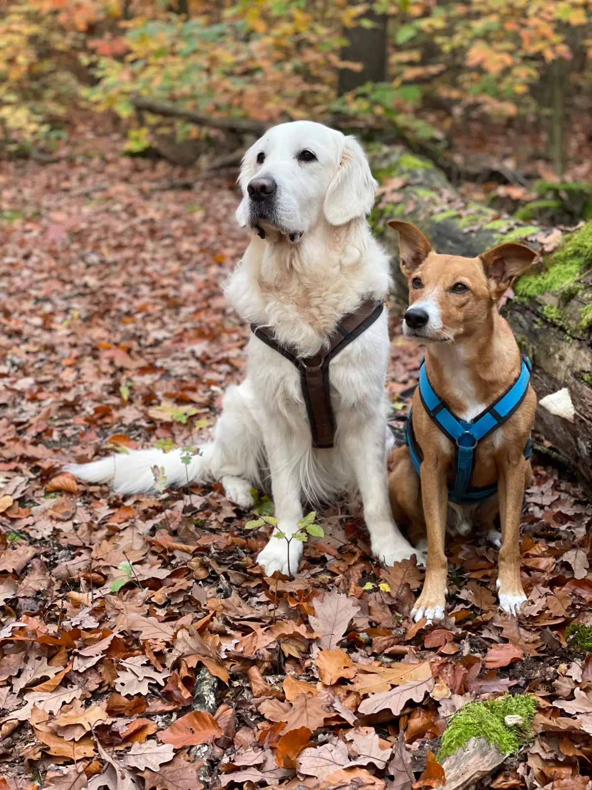 Beide Hunde zeigen Sitz und Platz im herbstlichen Wald - Basissignale Training