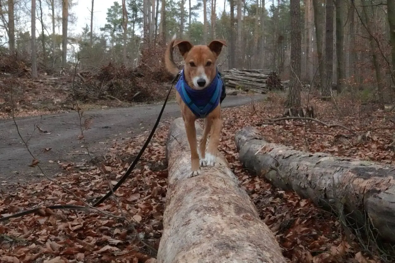 Hund bei Beschäftigungsübung mit Spielzeug