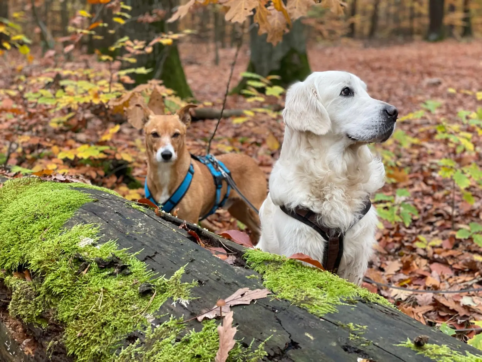 Golden Retriever und Podenco-Mix in malerischer violetter Blumenwiese - Harmonisches Hundetraining