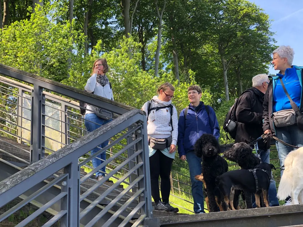 Gruppe mit Hunden auf Waldbrücke beim Social Walk - Gemeinschaftliches Training