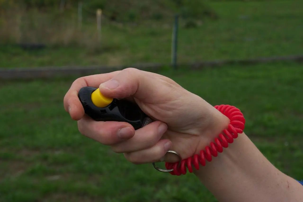 Hundetraining mit Markertraining