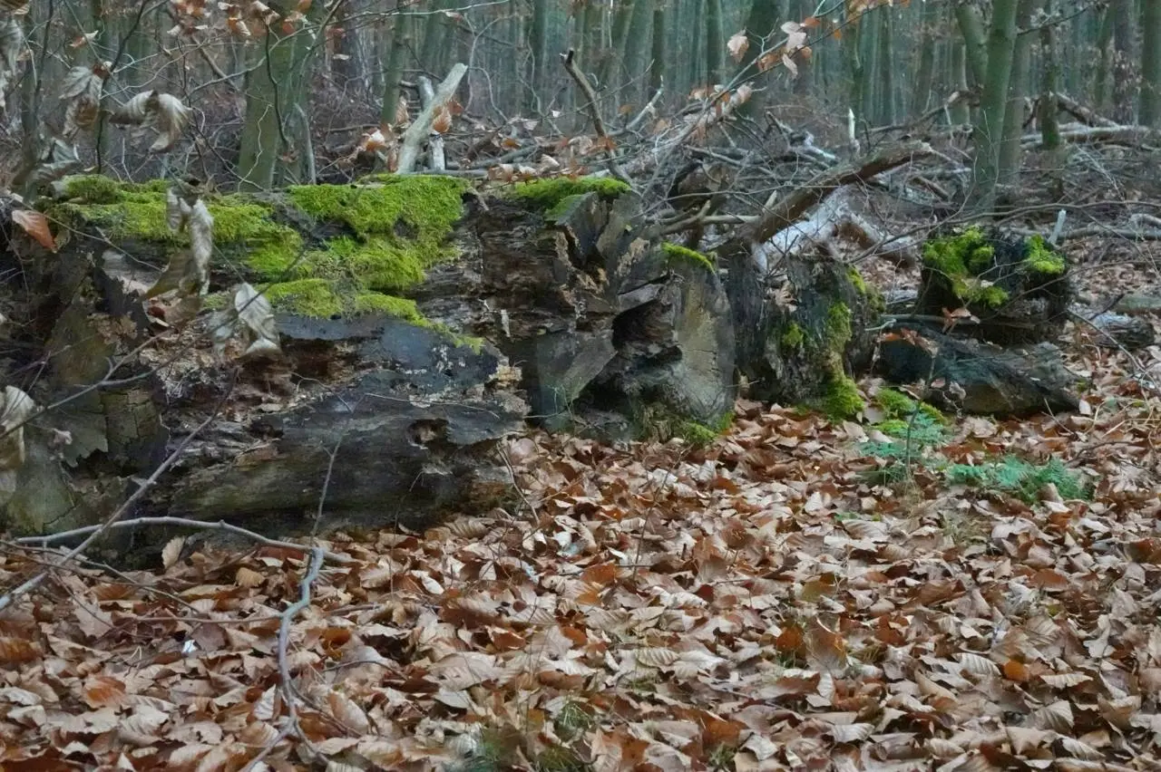 Hund und Mensch beim Waldbaden in der Natur